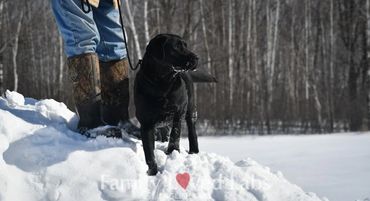 English Black Lab puppies for sale