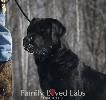 Black Labs love winter