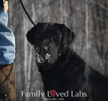 Black Lab puppies for sale near me
