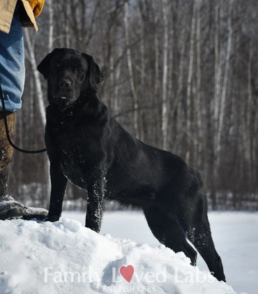 Beautiful black Lab for sale in Minnesota