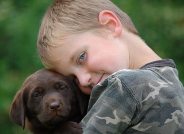 English Chocolate Lab puppy