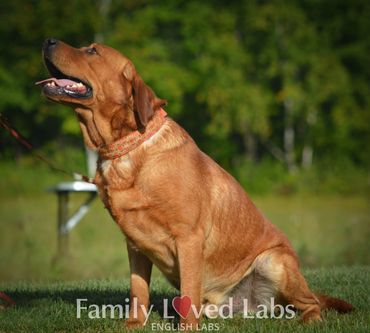 Loving Fox Red Labrador
