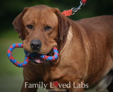 Fox Red Lab Retrieving