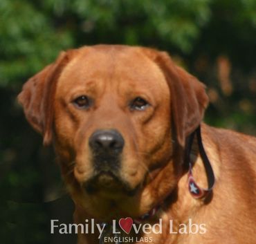 Blocky English Labrador Retriever