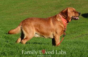 Fox Red Labrador in Conformation