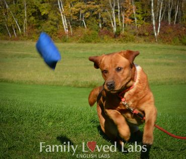 Retrieving Fox Red Labrador