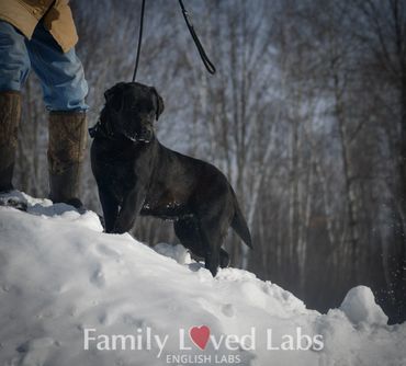 English Labs for therapy dogs