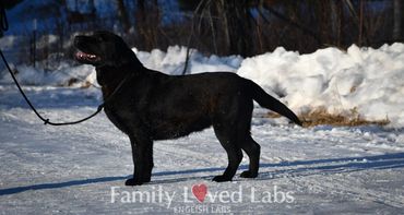 Beautiful service dog puppies