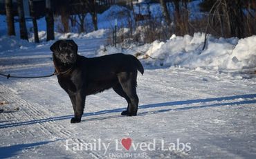 Best therapy dogs ever