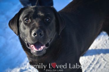 Rally Obedience - Dock Diving - FastCat