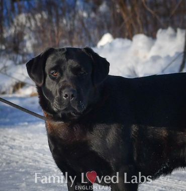 Beautiful black English Labrador Retriever