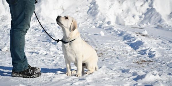 English White Labrador Retrievers for sale
