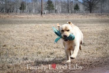 Retriever Lab