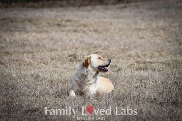 Therapy dog - English Labrador Retriever