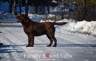 Champion Chocolate Labs for sale