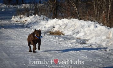 Running chocolate labs