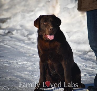 Therapy dogs for sale