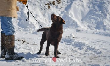 Obedience trained chocolate labrador retriever