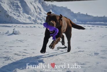 Retrieving chocolate Lab