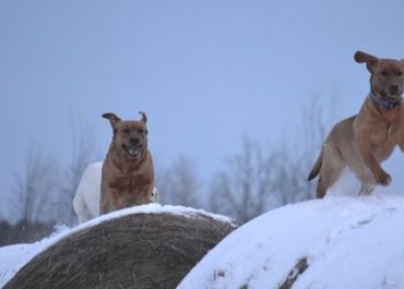 English Labs enjoying the winter