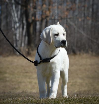 English White Lab puppy for sale in Minnesota