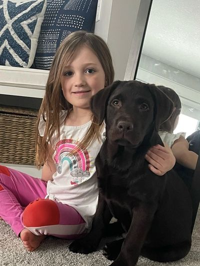 Chocolate English Lab puppies