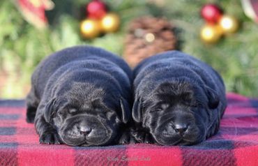 Beautiful Black Lab Puppies