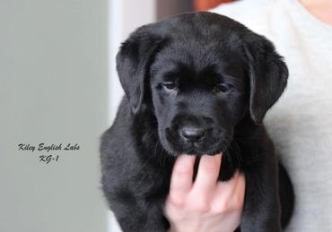 English Black Lab puppies for sale