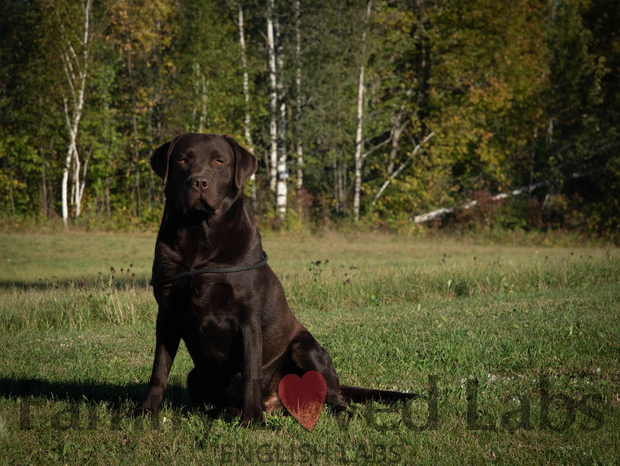 Champion Line Chocolate Labs for sale