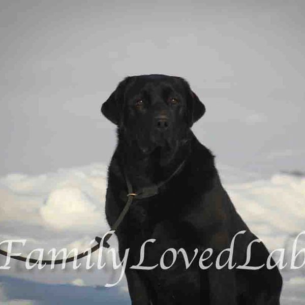 Black Labrador Retriever sitting on snow.
