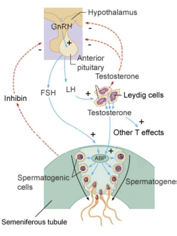 The systems impacted by testosterone.
