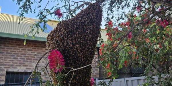 A large swarm of bees hanging on a tree branch.