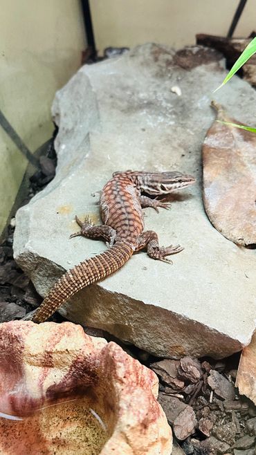 red ackie monitor