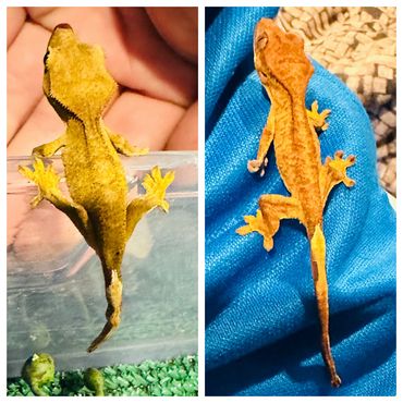 crested gecko