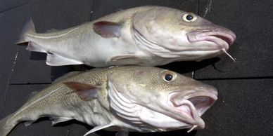 Island Pursuit Sport Fishing Charters Comox B.C Canada