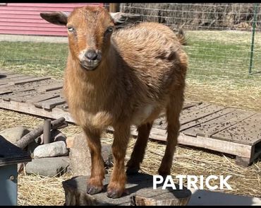 Patrick
