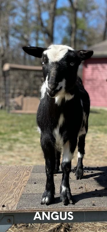 Angus