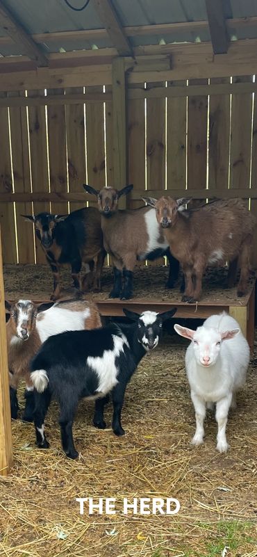 The herd