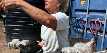 Busy managing the baby donkeys while taking chickens out of buckets@ It's always a busy place!