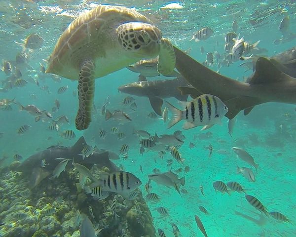Belize Sailing Vacation Belize Day Sailing Trips