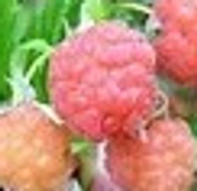 Cascadian White Raspberry Balsamic