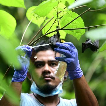 CS Staff Solomon Calago observing bat species for KPF Knowledge is Power to the Forest Project