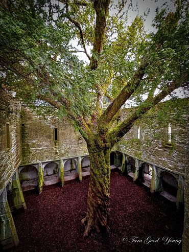 600 year old Yew tree in the central courtyard of Muckross Abbey. Revered ancient tree.