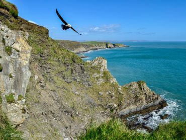 Sea bird soaring near cliffs over the sea at Old Head, Ireland.