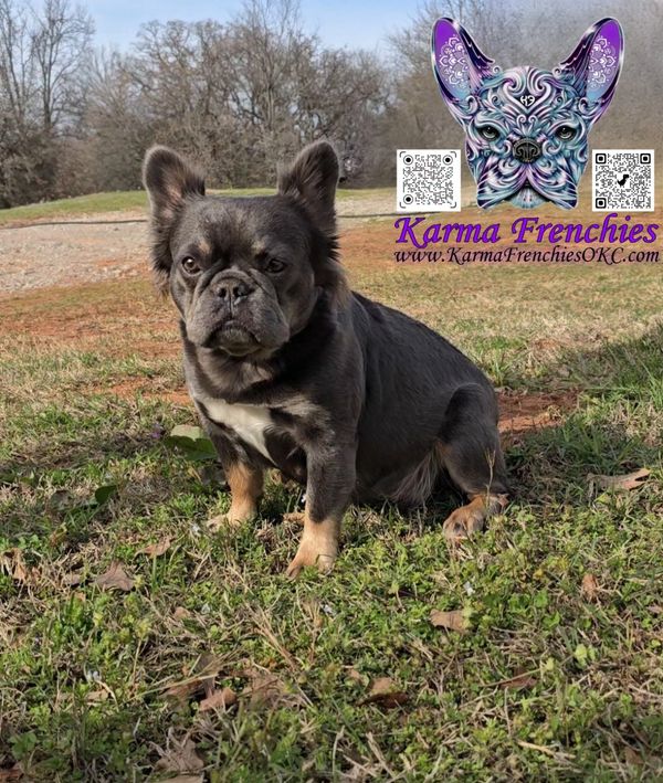 Mula is a retired mother who is very active, smart, & soft. 1500