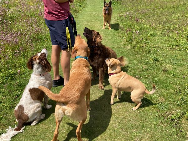 five dogs looking at the man