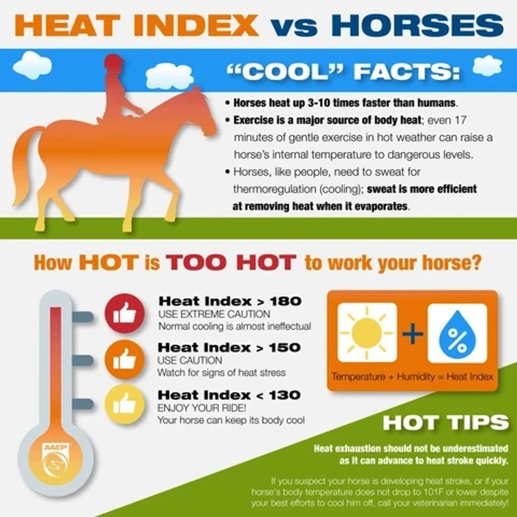 Heat index vs horses: How hot is too hot to work your horse?