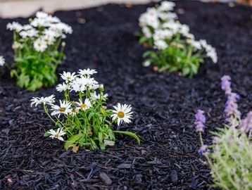 White daisies growing in dark mulch garden bed.