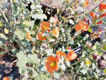 Orange wildflowers blooming among green foliage in sunlight.
