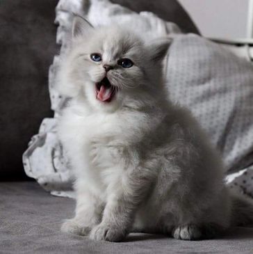 cute neva masquarade female siberian kitten yawning